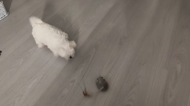 балонка и мышка.mp4