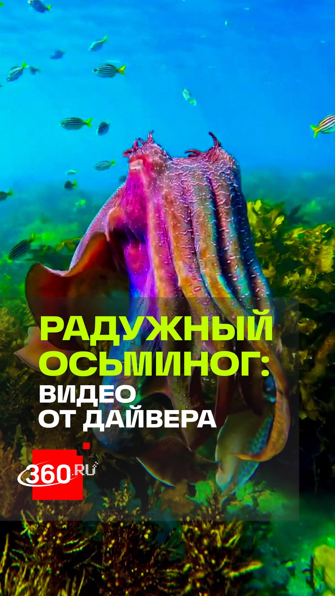 Нет, не ИИ: гигантского австралийского осьминога, окрашенного в радугу, засняли дайверы в Сиднее