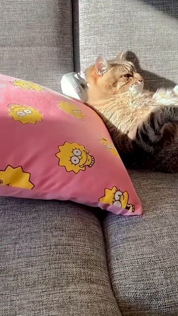 Удивительные животные !!! #юмор #кошки