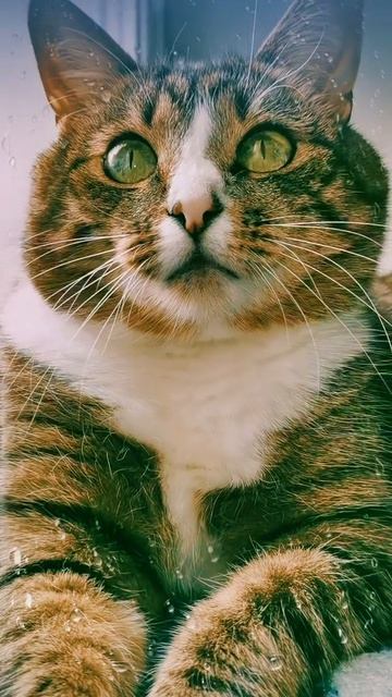 Хвостик верит: один твой поцелуй превратит его в принца. Ты попробуешь? 💖🐾👑