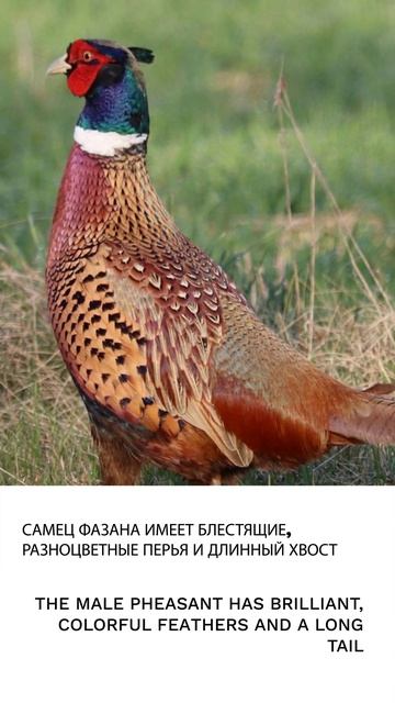 Фазан