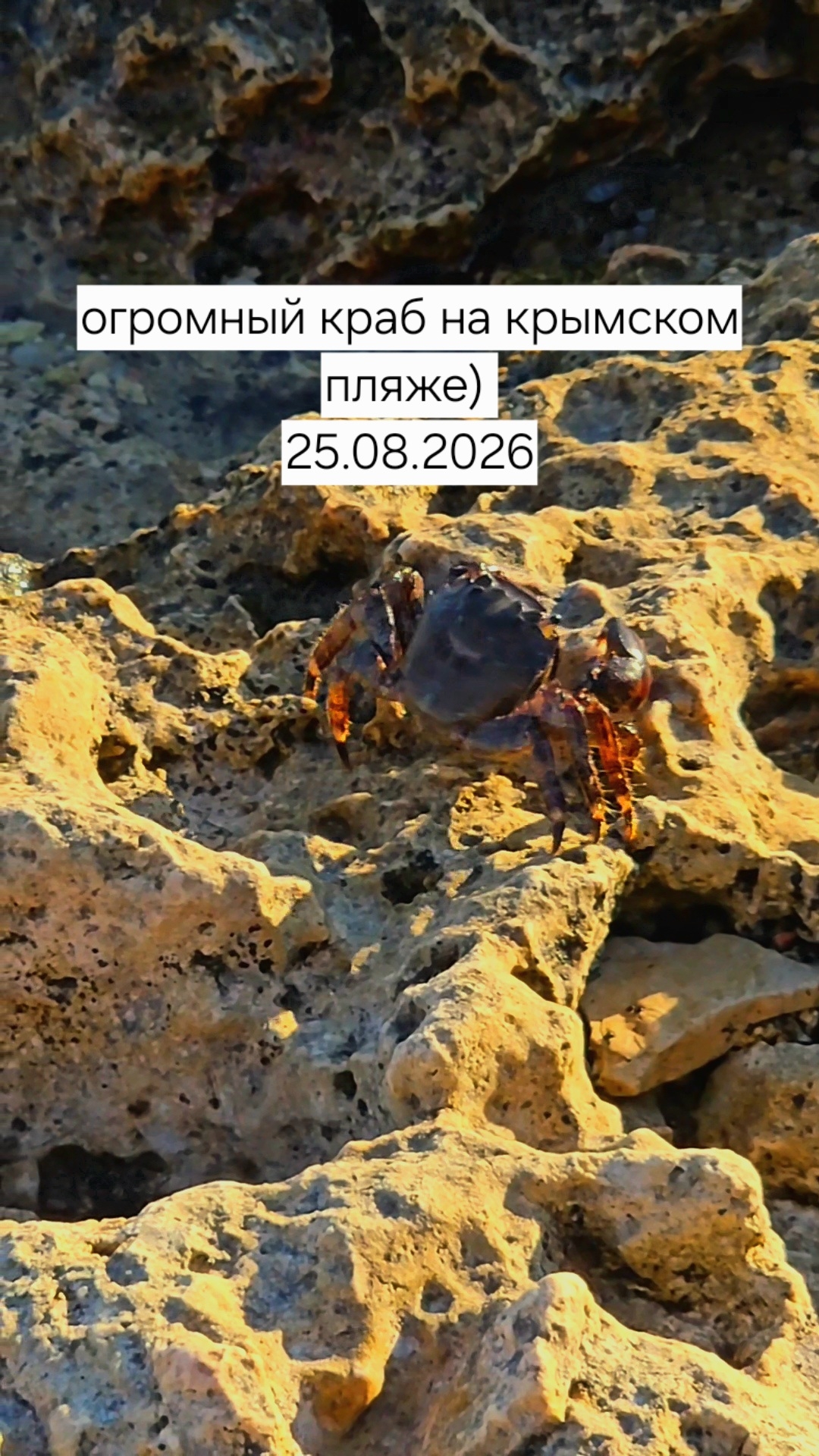 Огромный крымский краб в Оленёвке 25.08.2026 Даже не знал, что такие есть в Крыму)