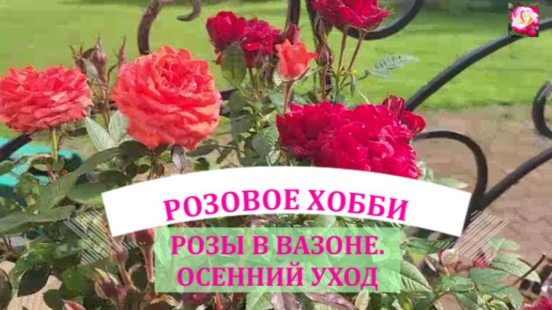 УХОД ЗА РОЗАМИ В ВАЗОНАХ В КОНЦЕ ЛЕТА