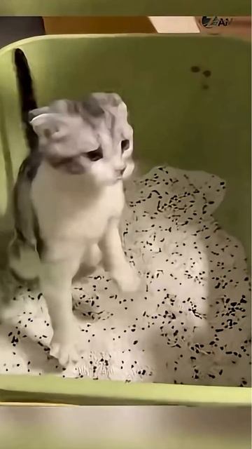 Удивительные животные !!! #юмор