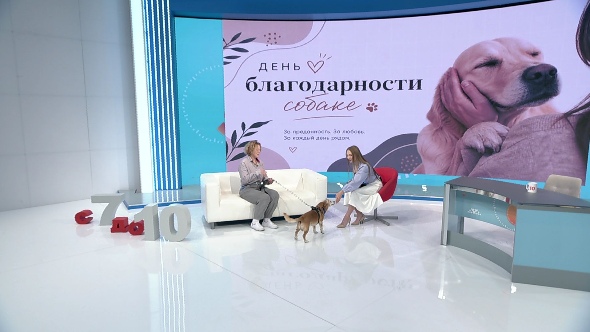 В День благодарности собаке пёс Кузя ищет новый дом