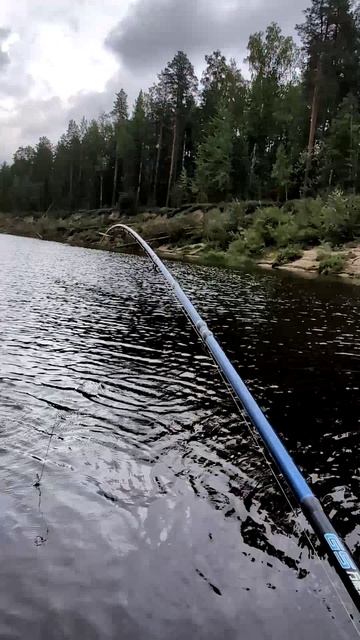 Уловистая снасть на хищную рыбу / Отводной поводок Окунь Щука  и тд