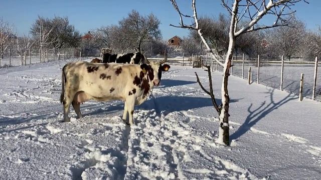 Новый питомец в хозяйстве. Что с ним делать?