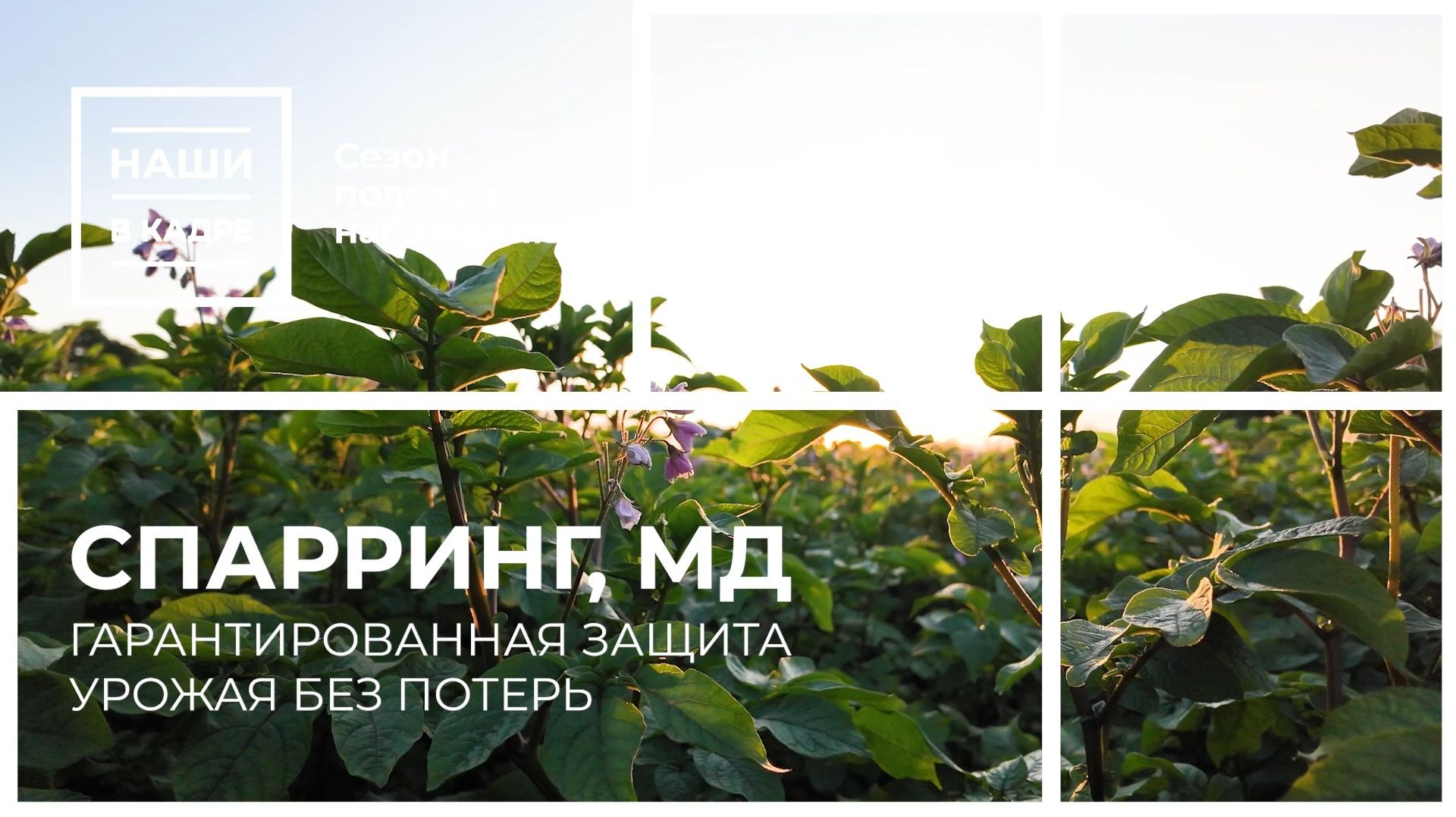 Как защитить картофель от колорадского жука?
