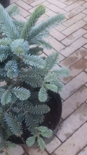 ❤🌲Пихта Благородная Бизарро 
✔Продажа растений в макс и телеграм канале: Https://t.me/love_is_hvoiny