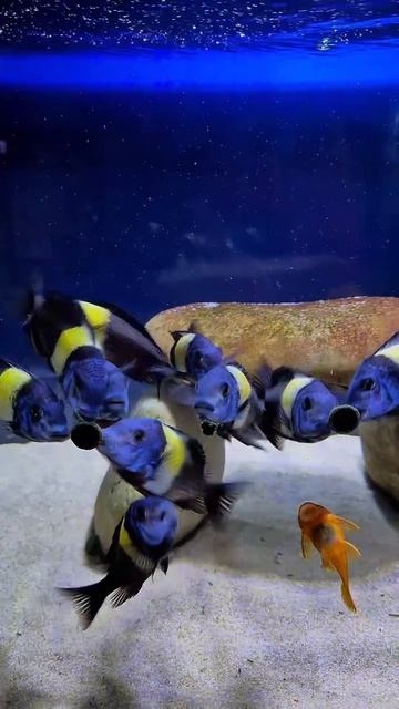 Трофеус звездчатый (Tropheus Duboisi)
