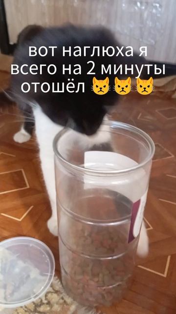 Милашка хочет кушать 😻😻😻
