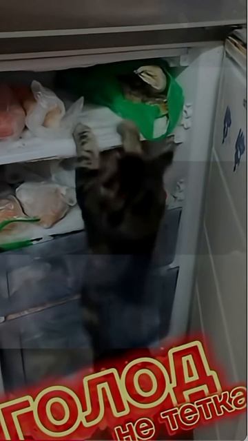 Удивительные животные !!! #кошки