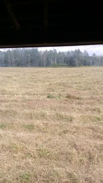 VID_20260723_150803.mp4