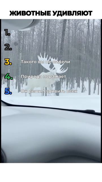 ЖИВОТНЫЕ УДИВЛЯЮТ