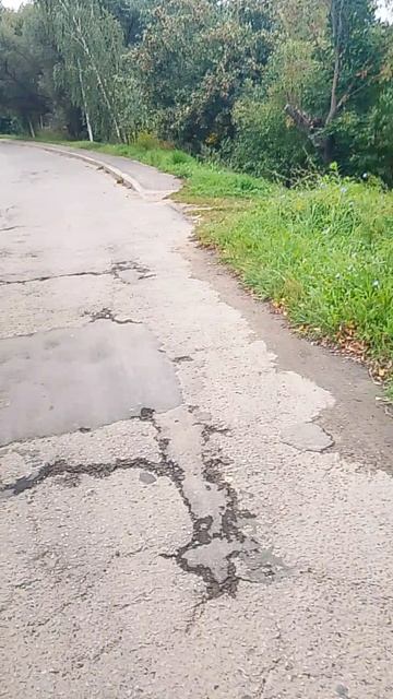 Выпустили собаку погулять 26.08.26.