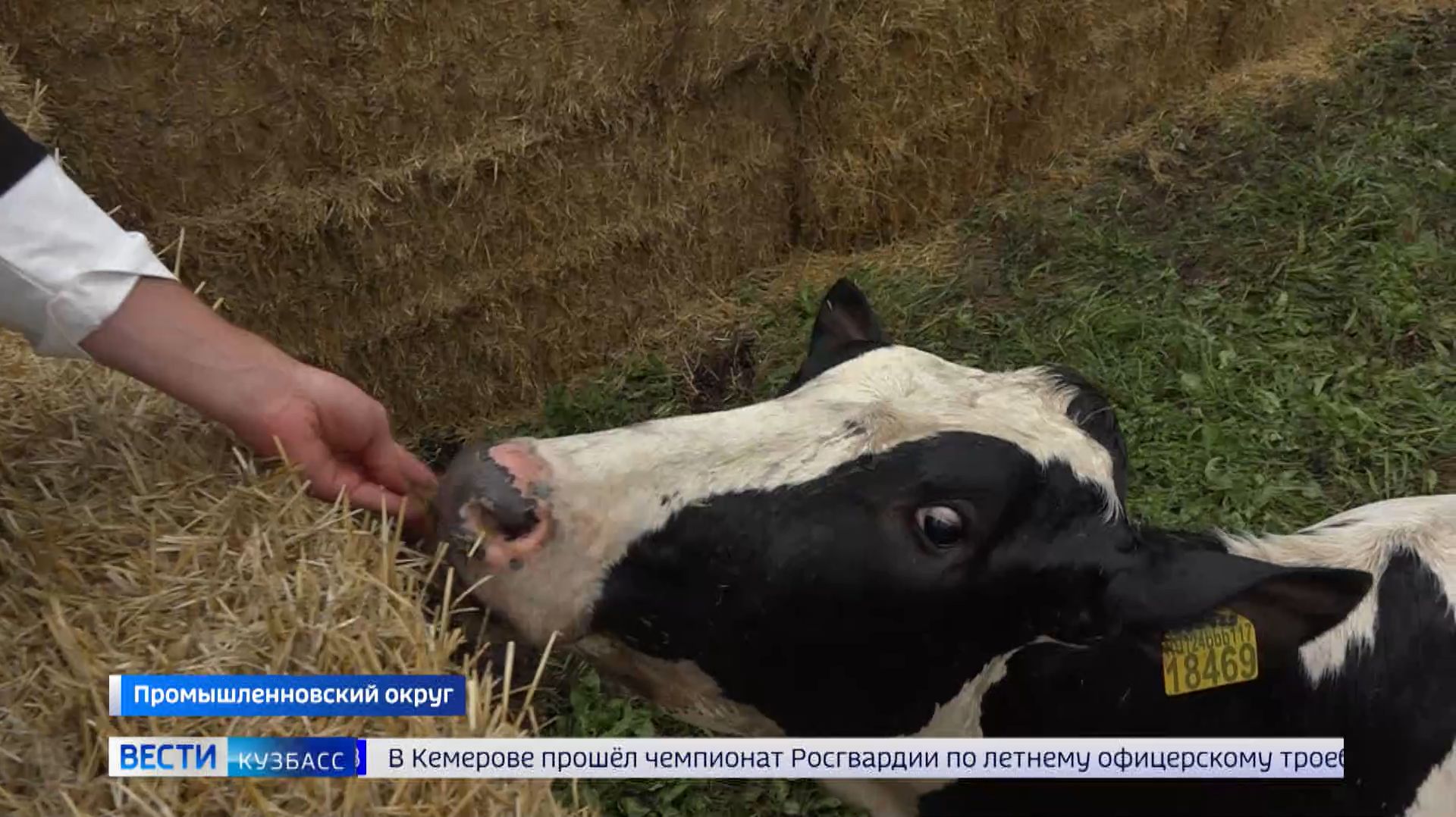 Партия молодых бурёнок из Рязани прибыла на животноводческий комплекс в Ваганово