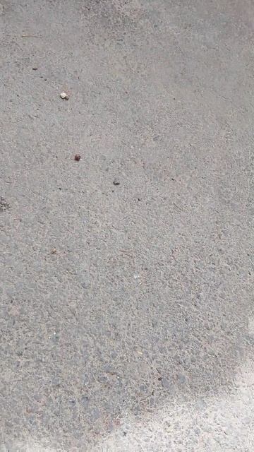 Коты и собаки в городе