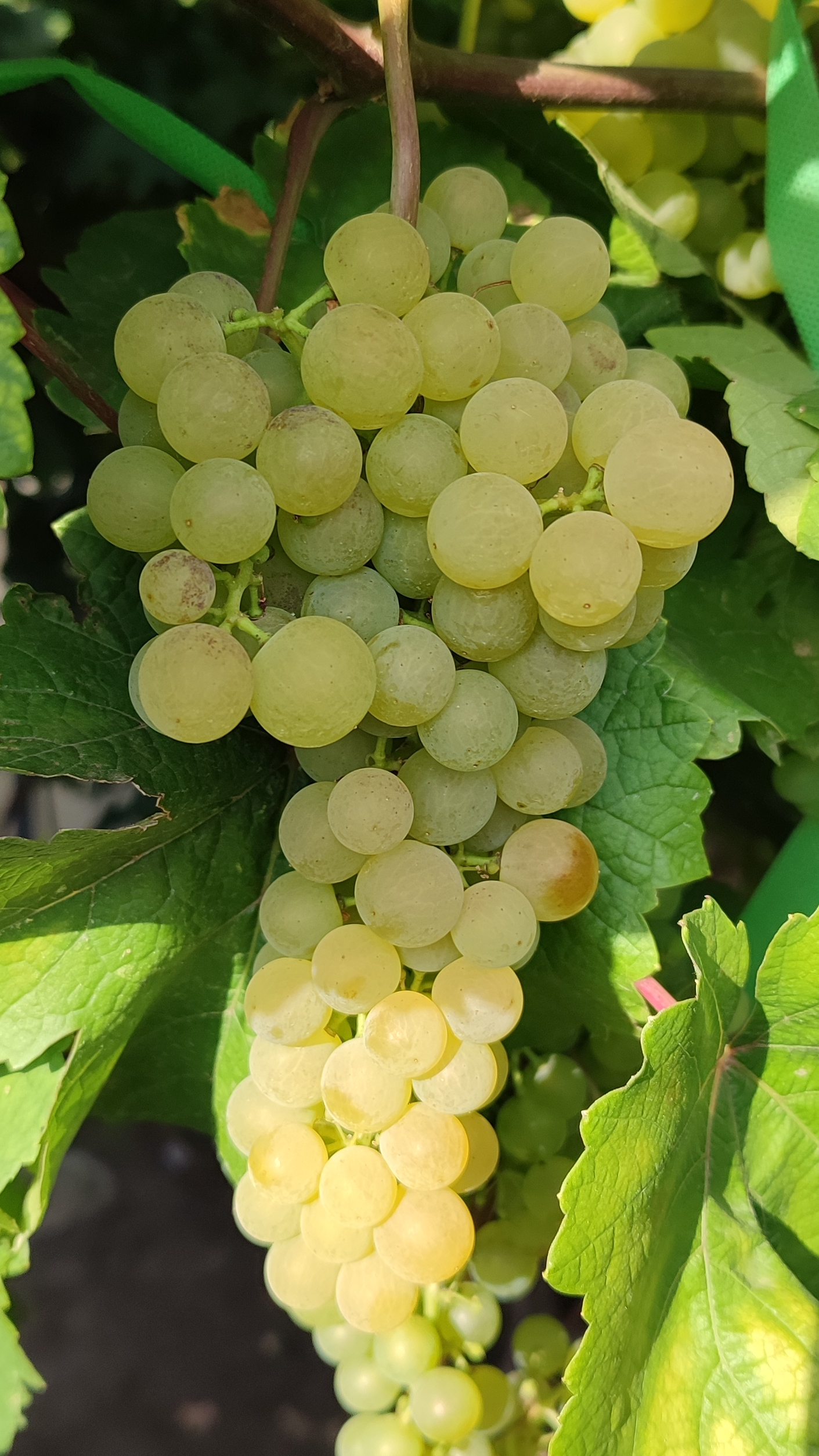 Обзор технических сортов винограда: Платовский. 26.06.26
