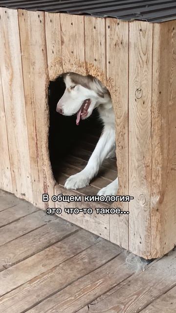 #Кинология #СнежныеЛапы #Никси #дб #люблю