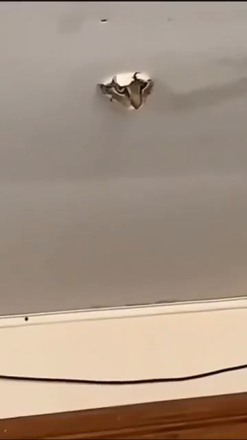 Вероятность, что ваш кот - это тайный агент низка, но не равна нулю 😎