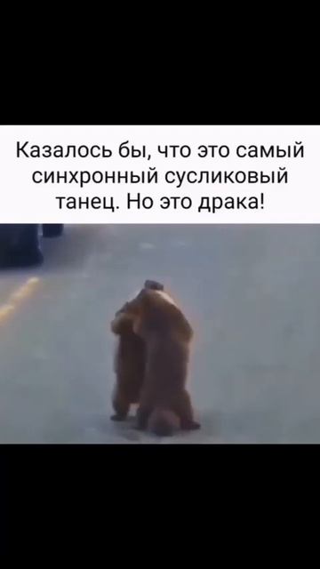 Драка года!