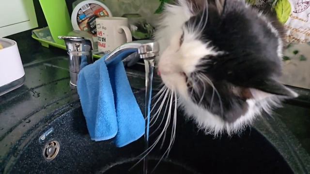Мой кот пъёт водичку