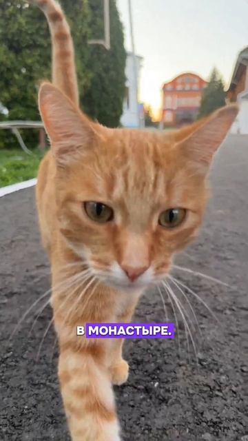 Монастырские котики ❤️