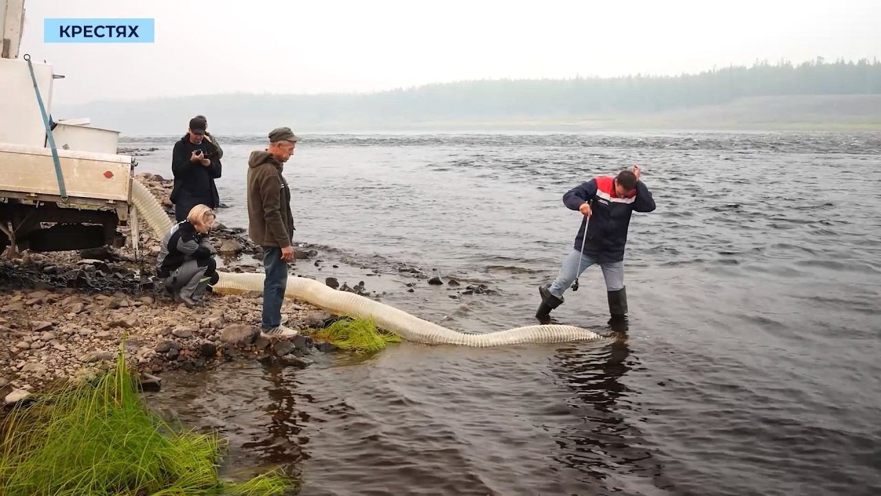 30 тысяч мальков осетра: экологи АЛРОСА завершили последний этап зарыбления в этом году