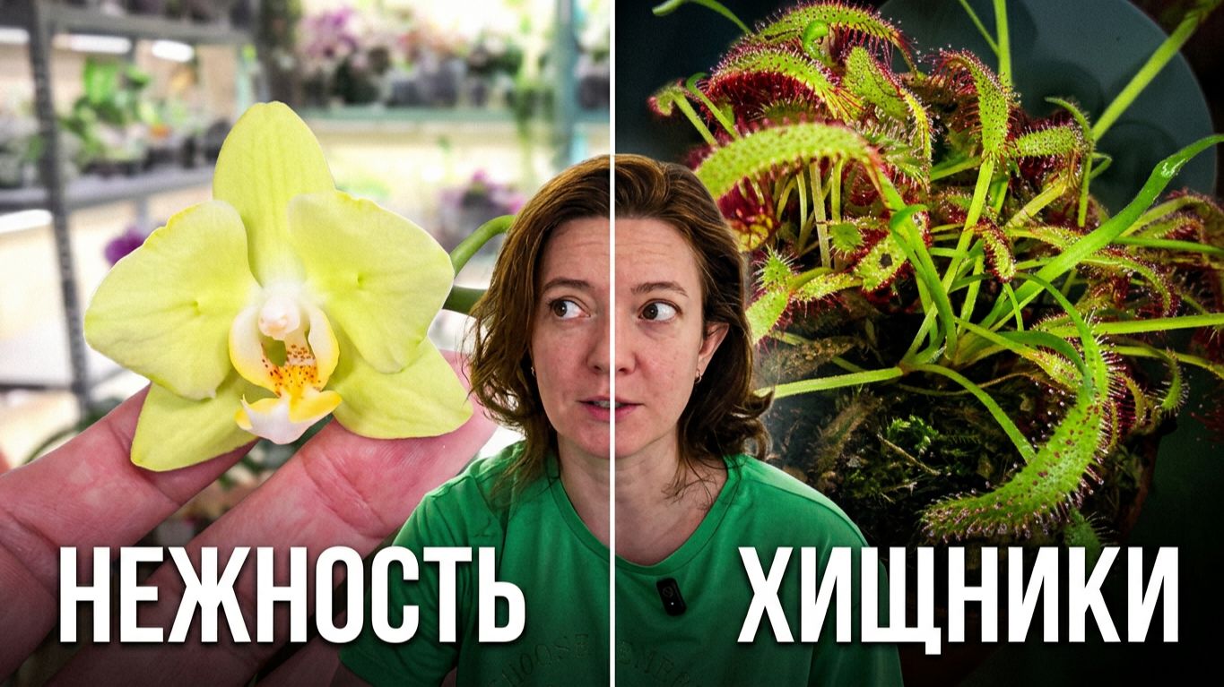 Обзоры Белкиной Коллекции