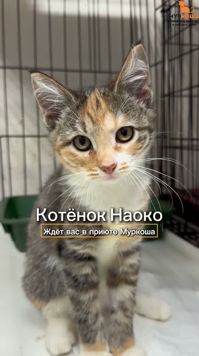 Наоко ждёт вас в приюте #Муркоша