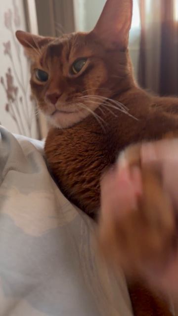 Мой кот
