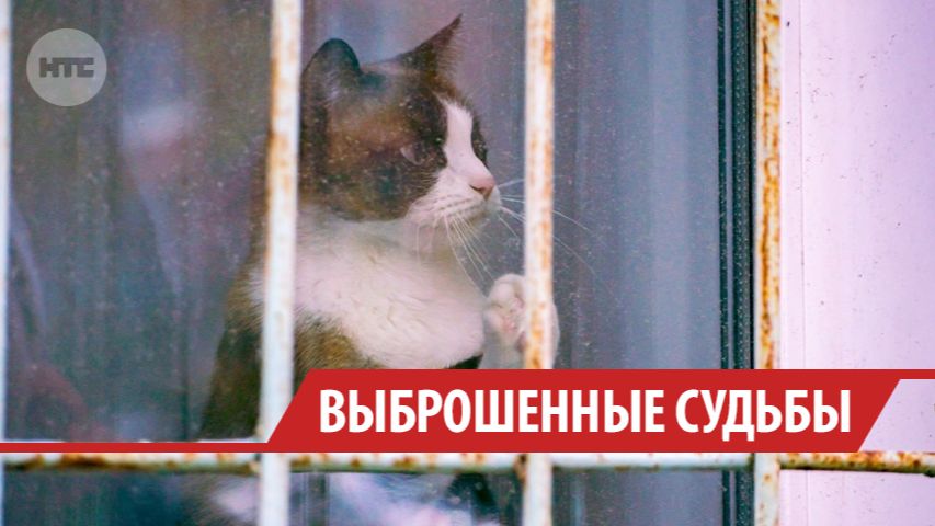 В Иркутске чаще, чем в целом по России, владельцы бросают своих домашних питомцев