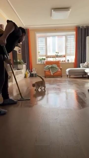 Даже котики уже занимаются зарядкой! 🤣🫪💖🐱 (Неофициальное видео)