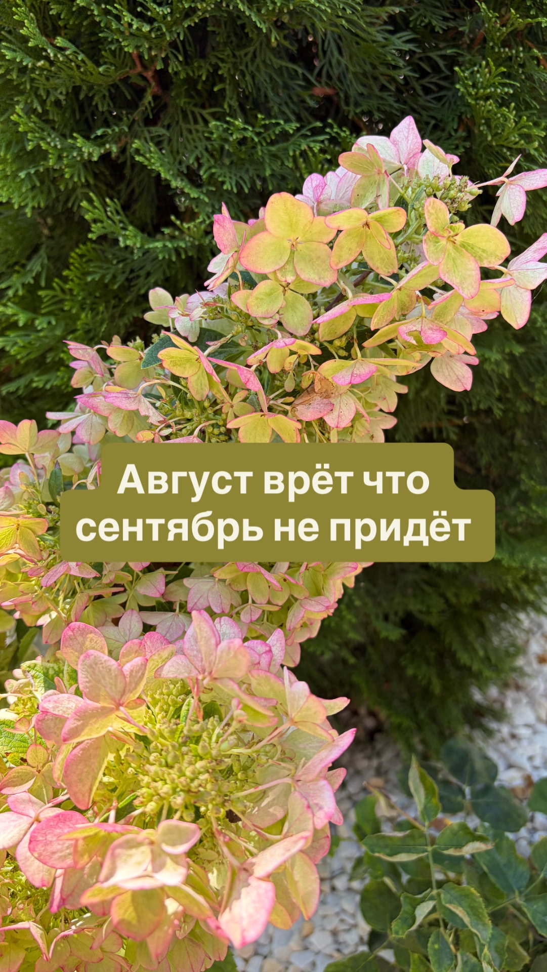 Через неделю осень, а южный сад не хочет сдавать летние позиции, цветут розы, петунии,магнолия