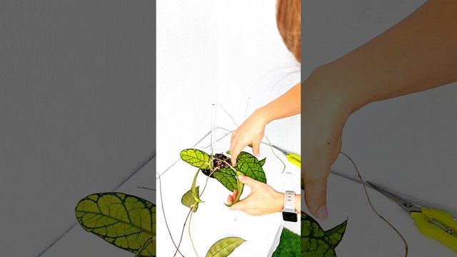 Хойя Каллистофилла Сабах (Hoya Callistophylla Sp. Sabah)