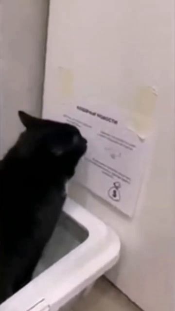 прикол с котом