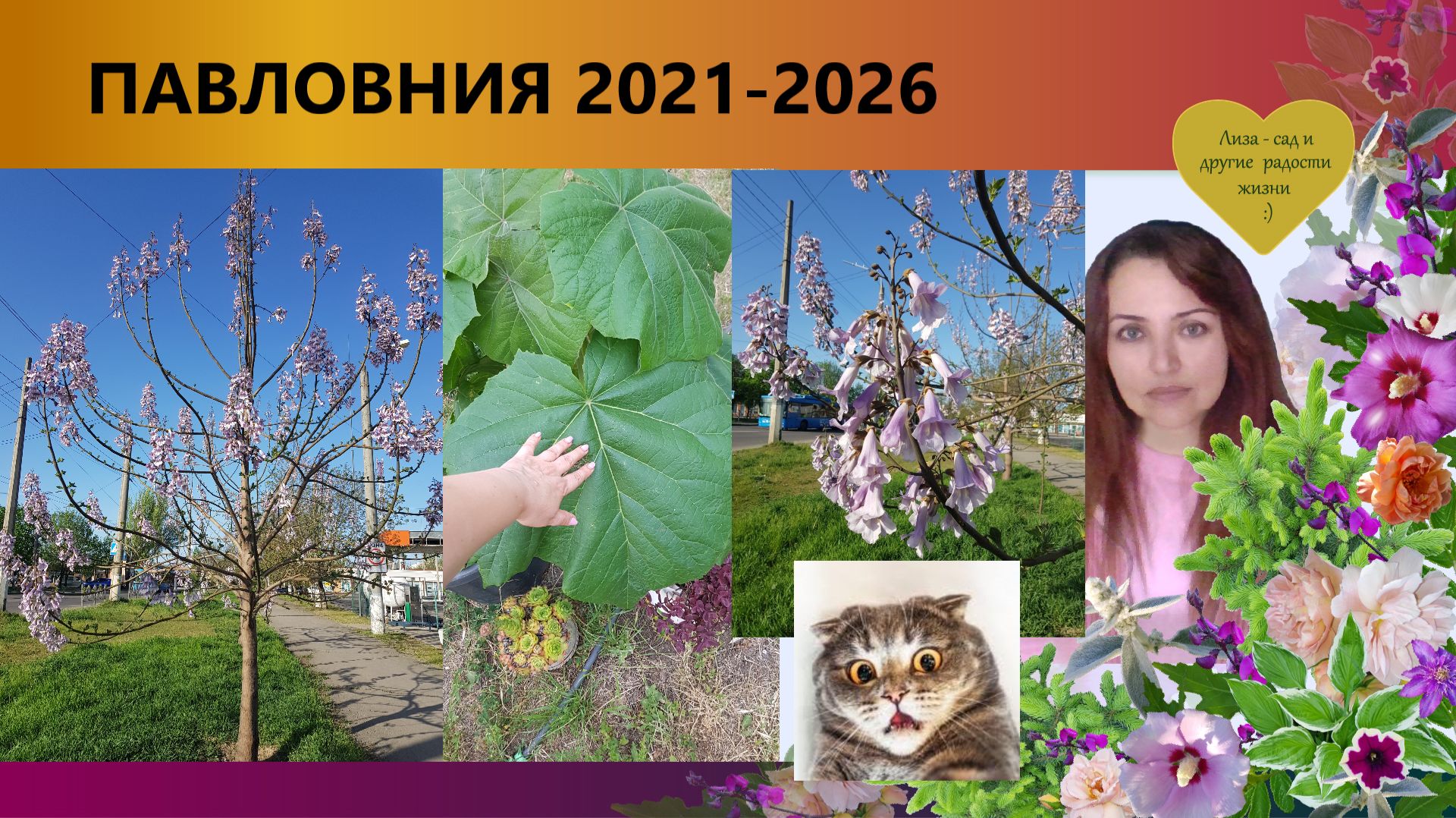 Павловния - моя история длиной в 5 лет, удачи и промахи. Будете садить у себя?