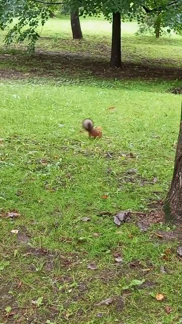 Белочка, красавица 🥰