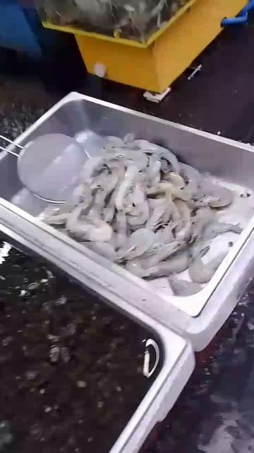 Рынок живых морепродуктов в Южной Корее