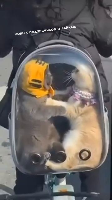 милые котики