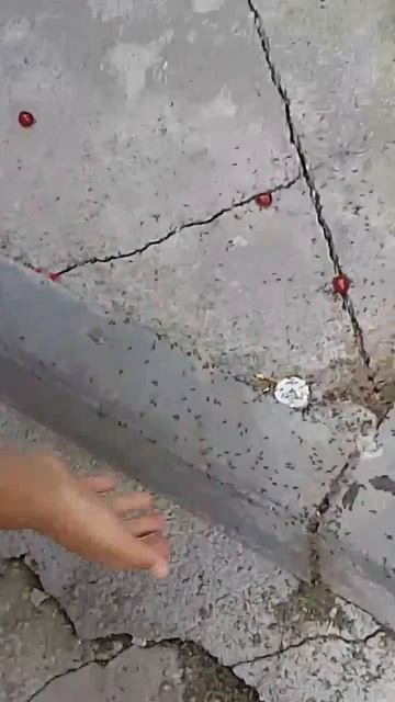 муравейник огроменный но сейчас уже их нету