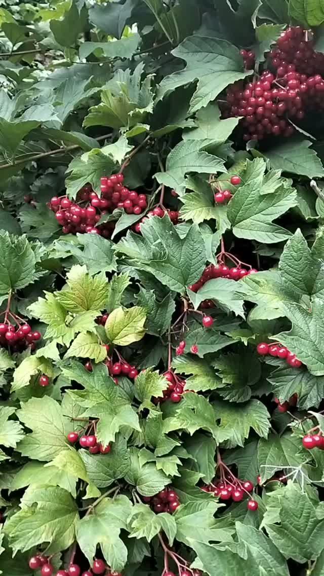 Ой цветет калина