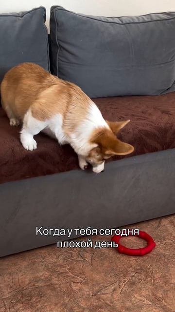 Если покажется, что у тебя плохой день — вспомни этого корги