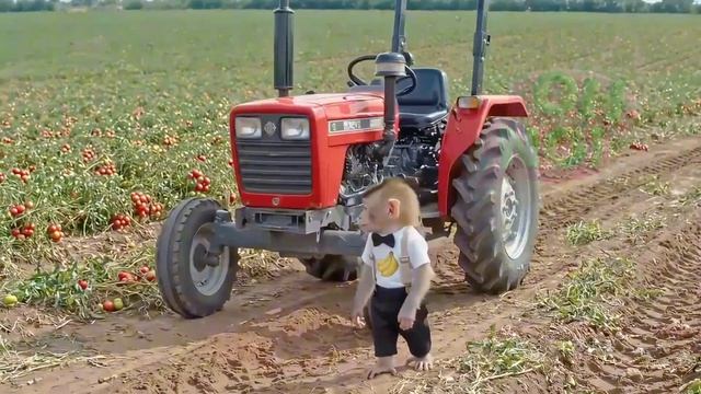 Фермер-обезьяна гонит трактор на сбор капусты с крошечным котом JCB и сталкивается с ОГРОМНЫМ пожаро