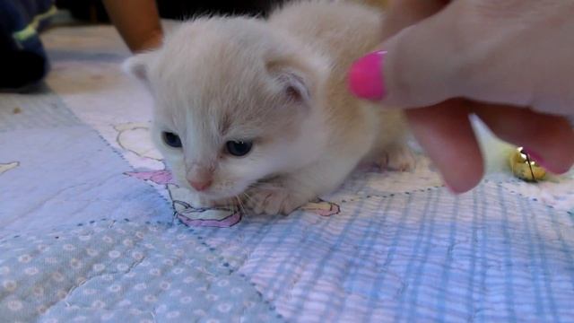 Наши смешные КОШКИ В НОВОМ ДОМИКЕ, Видео Для Детей