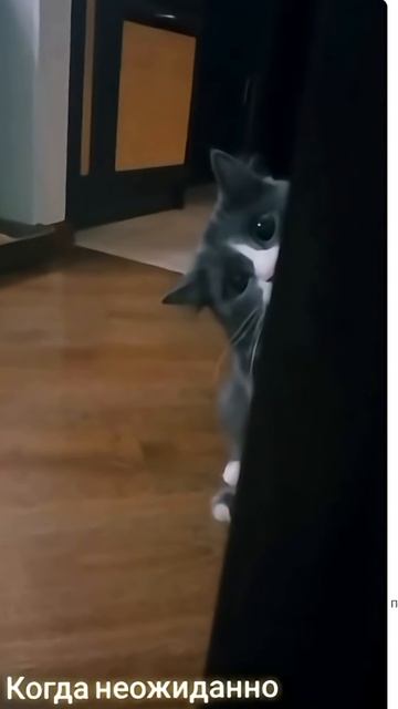 Удивительные животные !!!