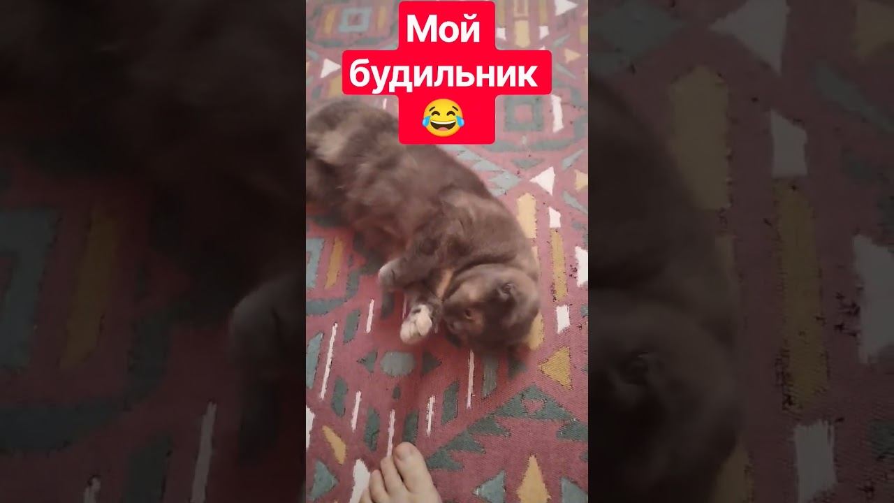 НЕ ДАЕТ ПОСПАТЬ