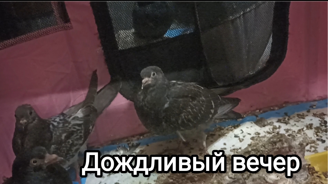 26-08-2026. Дождливый вечер.