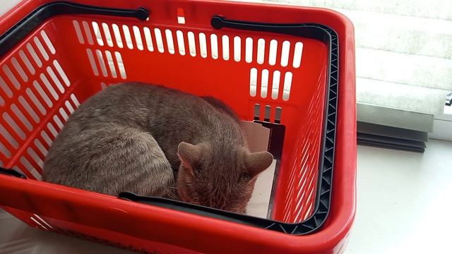 Что в ее голове ❓ГРУСТЬ , ТОСКА у девочки 🐈⬛