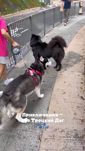 Приключения - это Троцкий Дог.